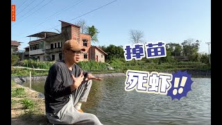 连续阴雨天塘里出现掉苗，死虾！也许很多人都忽略了这一点！ [upl. by Mitinger886]