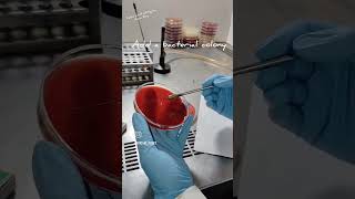 Catalase Test Slide Method microbiology biochemical [upl. by Franz]