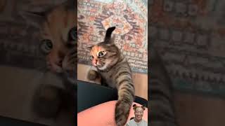 Amazing Funny Animal Show 😂🐱🐶😹funny animals shorts funnycatvideos [upl. by Lugar]