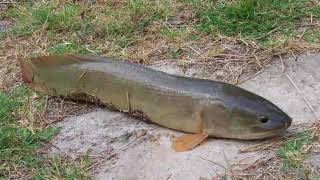 What is a Mudfish [upl. by Randal355]