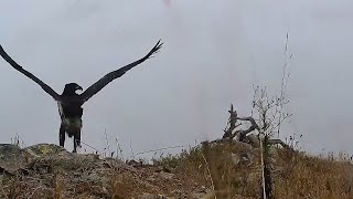 Eagle Fledglings Play and Thunder Watches at West End Bald Eagle Nest Exploreorg 72024 [upl. by Furgeson]