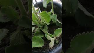 Planting oregano leaves YhamzphChannel plantingoregano highlights [upl. by Ahseem]