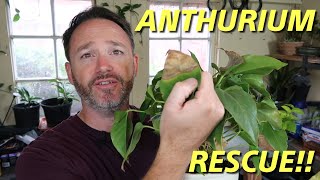 Anthurium Rescue  Care Guide  Flamingo Flower Care [upl. by Anairb]