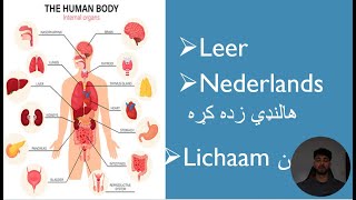 Lichaamsdelen  د بدن برخې  Nederlands in Pashto [upl. by Otrebire703]