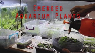 Emersed Aquarium Plants  Setup [upl. by Leeban]