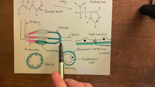 Type 1 Activation of Endothelial Cells Part 3 [upl. by Burnett]