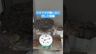 マタマタが飼い主に威嚇する動画です マタマタ matamata turtle 爬虫類飼育 癒し [upl. by Norse]