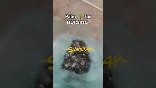 Palm 🌴 seed for nursing and planting farming farmer [upl. by Atiuqahs]