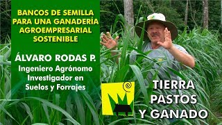 Bancos de Semilla para una Ganadería Agroempresarial Sostenible [upl. by Toms]