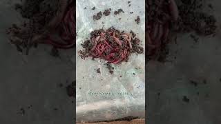 varmi compost 🪱🪱trending earthworm pmmodi organic varmicompost youth shorts viral [upl. by Shayna]