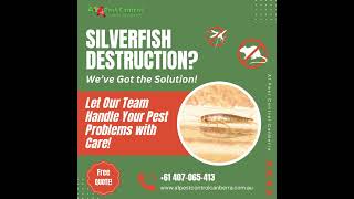 Silverfish Destruction We’ve Got the Solution [upl. by Xantha]