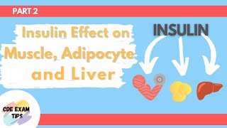 Insulins effect on Muscle Adipose tissue and the Liver PART 2  CDE Exam [upl. by Tezzil]