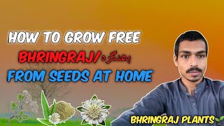 Bhringraj Ka paudha ghar mein grow krein  Bhringraj from seeds [upl. by Reivad769]