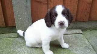 Susies beautiful Springer Spaniel Puppies [upl. by Middleton130]