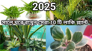 ২০২৫ সালে ঘরে রাখুন এই ১০ টি গাছ ভাগ্যচক্র খুলে যাবে ।।Indoor Plants  Lucky plant  gardening tips [upl. by Tallie322]