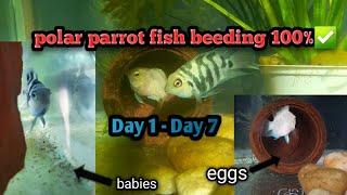 polar parrot fish beeding 100successful✅🥰 [upl. by Amol]