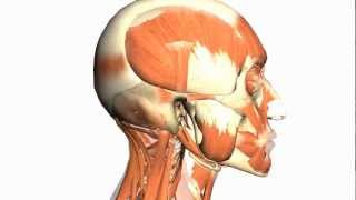 Skull tutorial 1  Bones of the Calvaria  Anatomy Tutorial PART 1 [upl. by Rickard]