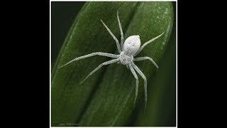 A rare white spider [upl. by Murial795]