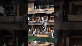 kabootar pigeon birdlovers fancykabootar pets shorts kabootarbazi petlover shortsvideo [upl. by Ablem]