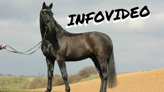 Equitana neue Videos Turniere [upl. by Alyworth]