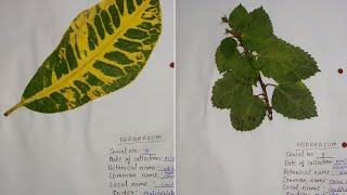 Class 11 Herbarium File  ten specimen [upl. by Gabe]