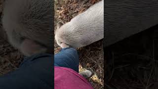 Petunia pig being silly homstead pig [upl. by Warga]