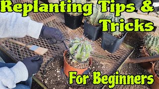 How To Easily Replant Fishhook Cactus [upl. by Chancey]