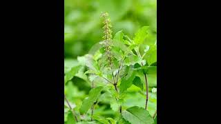 🌹🌿🕉️Tulsi mala kyu nahi otare 🌹🌿🌹🌹🌹🙏🏻🥰😘💐🔱🌹🙏🏻🙏🏻🙏🏻omshanti laik tulsikatha [upl. by Siram322]