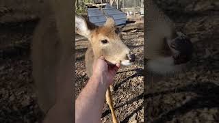 Hazel and Honey time deer pets [upl. by Ytak]