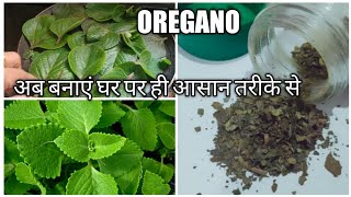 How to make oregano at home  oregano recipe oregano oreganorecipe [upl. by Garth]