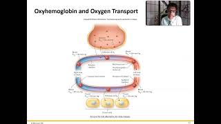 Ch 16 Respiratory System Gas Transport [upl. by Paule299]