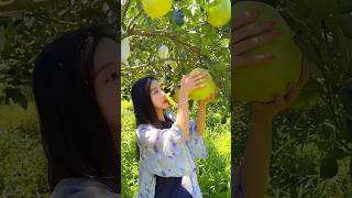 Grapefruit Harvesting 🍊🍊 Jamir harvesting shorts shortsfeed  nature fruitecutting fruit jamir [upl. by Truc]