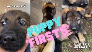 German Shepherd Puppy Experiences Many Firsts [upl. by Haras]