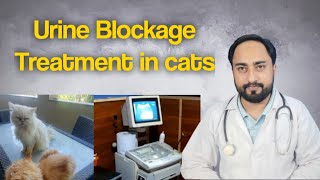 Urine Blockage in cats  Urine Retention in cats urineretentionincats [upl. by Sandstrom]