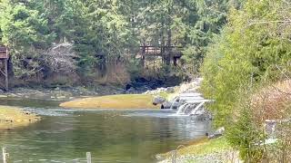 Black Bear Herring Cove Ketchikan Alaska [upl. by Sidran]