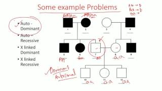 Pedigree Analysis methods  dominant recessive and x linked pedigree [upl. by Ecnatsnok15]