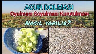 Acur Dolmasının Tüm Aşamaları  nasıl yetiştirilir  nasıl kurutulur [upl. by Kamin733]