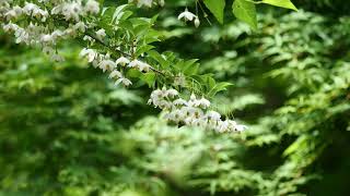 0228木エゴノキ小山内裏公園TreeStyrax japonicaOyamadairi Park20200524 [upl. by Adyan]