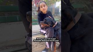 Rottweiler Bubzee Ko Finally Aayi Maa Ki Yaad Nahi Toh Baap Ban Ne Mein Busy Tha shorts rottweiler [upl. by Anayia586]