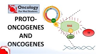 7 Protooncogenes and Oncogenes [upl. by Roxy52]