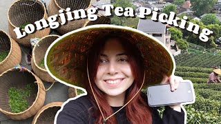 Dragon Well Tea Picking  Studying in China [upl. by Eentruok]