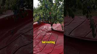 Automatic Harvesting Process with a Tree Shaker farming farm harvesting [upl. by Ydnih]