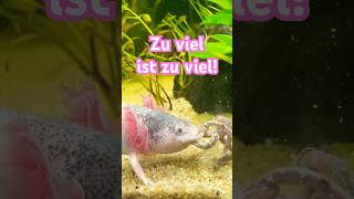 Wenn Axolotl zu viele Würmer fressen axolotls aquarium tiere [upl. by Ul]