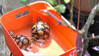 Weekend Routine for The Leopard Pardalis Tortoises Morning Bath [upl. by Eeslehc98]