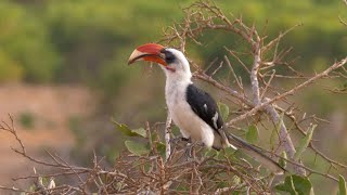 Von der Deckens Hornbill and its Call [upl. by Kafka]