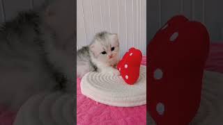 The kettainMeowing and Dancing cutepetscentral funnyanimal kitten cutespets funnycat catlover [upl. by Blaine94]