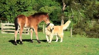 Documentary on Dartmoor Ponies [upl. by Bartholomeus790]