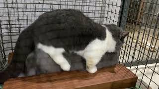 Cat in heat 😻  Munchkin Mate  Cat breeding 😺 [upl. by Burton]