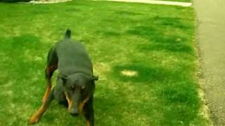 Doberman Attack Training [upl. by Erina]