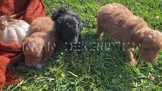 Mini Poodles Born 730 Ready goal 924 link in description NYS871 [upl. by Etireuqram]